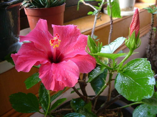 扶桑花及时我们经常说的朱槿,花期超长,只要养护好,保持适宜的温度,一