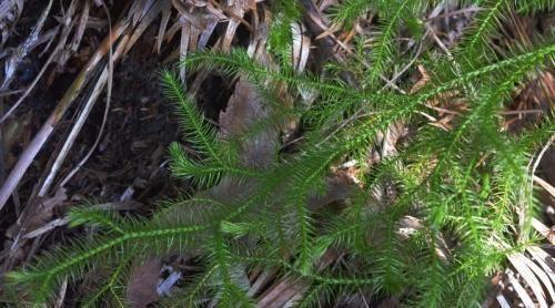 农村一种铺地蜈蚣长得不起眼价值高懂行的人挖一棵养在家里