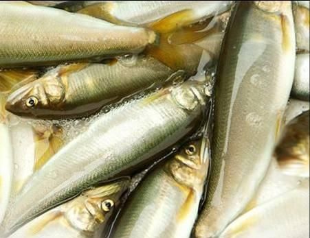 淡水鱼之王,肉质清香肥美,一斤卖54元,可以养殖吗?