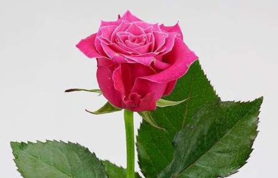 新手养花,不如养盆花中精品"大富贵玫瑰",花色亮眼,花瓣厚实