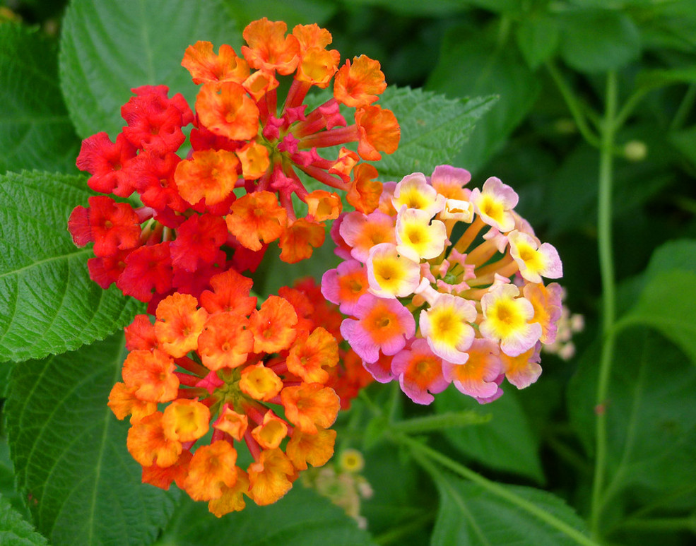 五色梅五色梅是非常漂亮,开花的时候非常好看,开的时候颜色也好几种