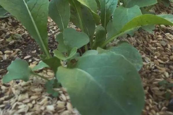 农村没人要的稻壳,竟然有这大作用,爱种花的你有福了