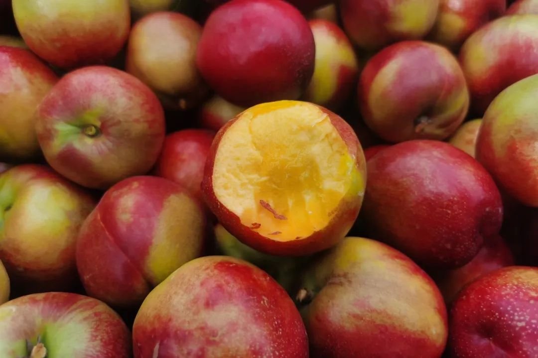 是油桃中的上品,桃香浓郁,果味甘甜,黄肉油桃果皮红润鲜亮,果肉金黄