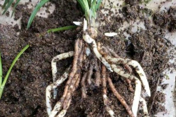 农村没人要的稻壳,竟然有这大作用,爱种花的你有福了