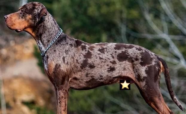 男子花2万块买一只"豹犬",狗贩子:千年罕见!兽医说出了真相