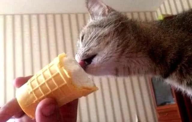 主人给猫咪吃甜筒,猫咪吃到一半开心到变形,最后的这表情亮了
