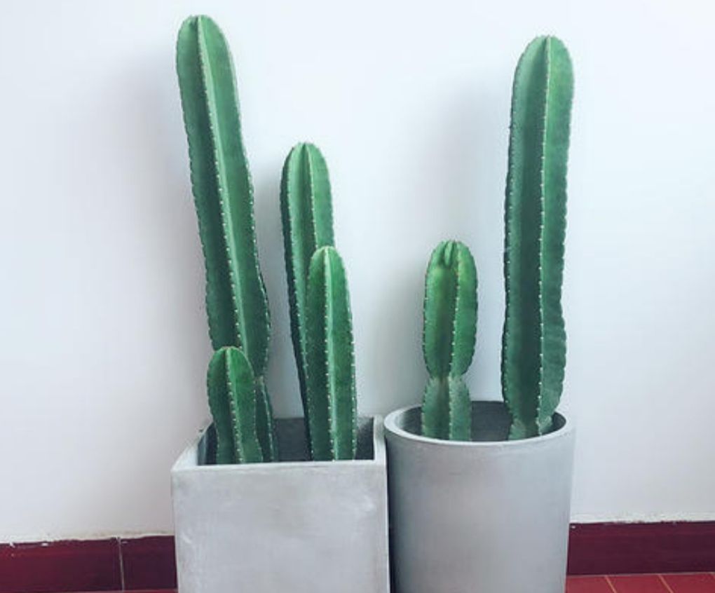 室内养上1盆"量天尺",空气清新,美观大方,还能开花