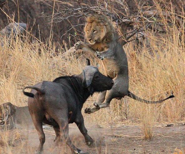水牛咬着狮子的血淋淋的头来回晃荡,狮子不甘心的使出最后一招