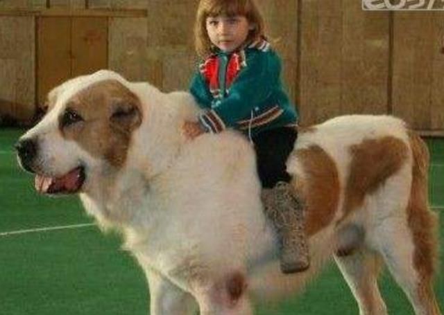 3岁娃趁爸爸不注意,偷偷把狗狗当马骑,下一秒爸妈笑喷|狗狗|宝宝|藏獒