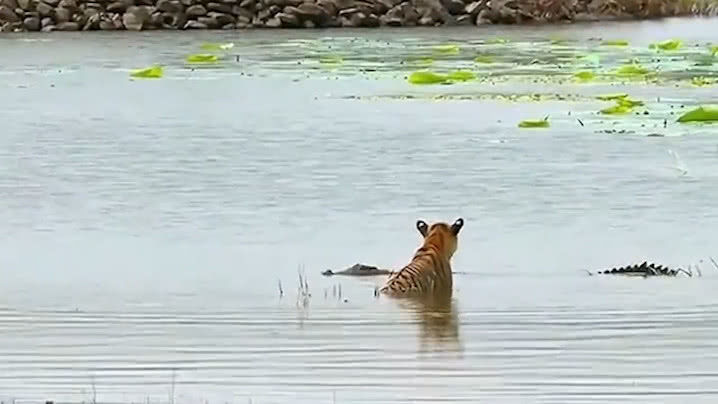 老虎游泳時遇3米巨鱷，沒想到會是這個反應，現場死