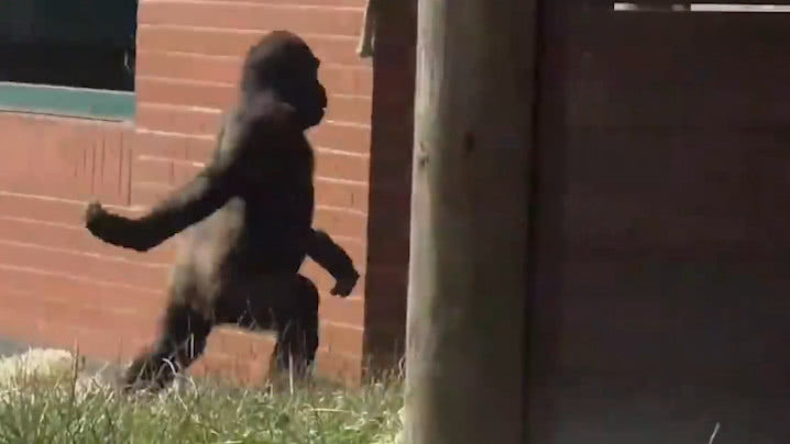 再配上一脸无所谓的表情,横着走的姿态尽显无遗.