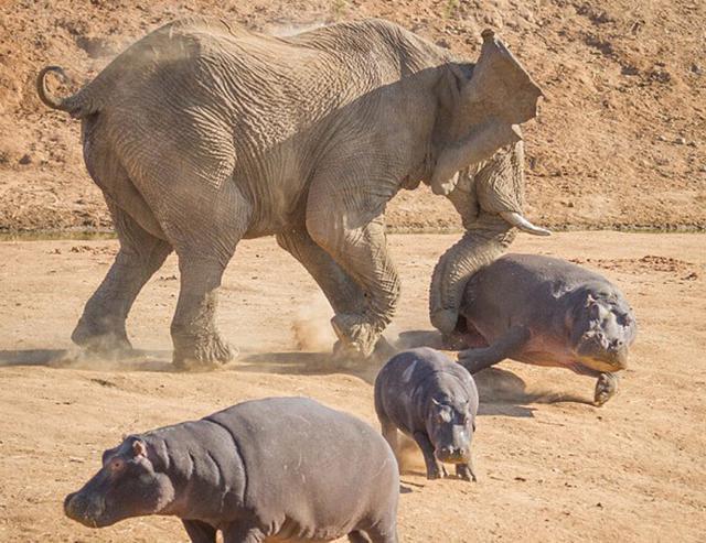 河马大战大象, 最终被大象掀翻在地!