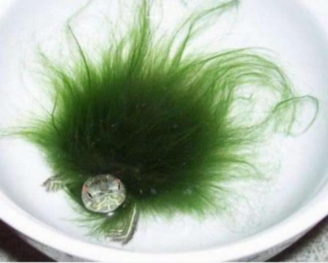 女子出差回来,发现鱼缸里多出一只"绿毛怪",看清后差点笑喷