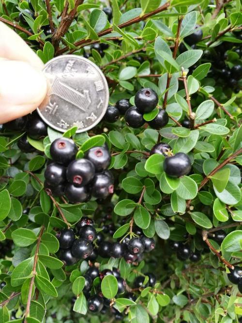 人称野生小蓝莓,吃起来酸甜可口,营养丰富得很!