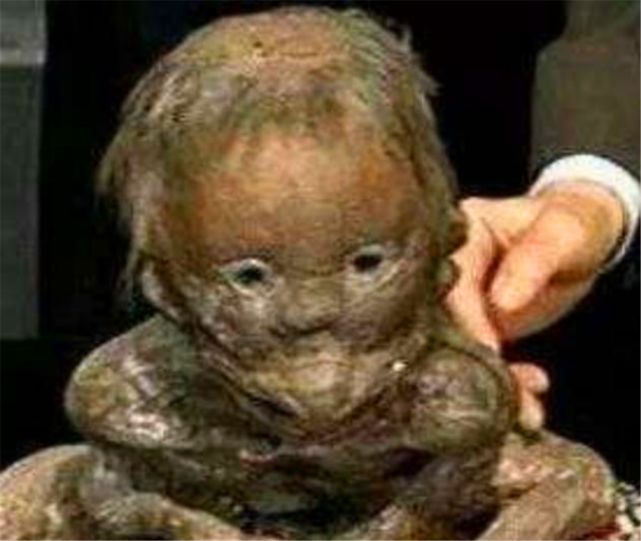 日本瑞龙寺存放的真龙标本和河童标本到底是不是真的