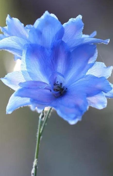 梦幻稀有的蓝色与鲜花的组合蓝色系鲜花盘点