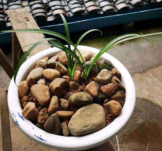 鹅卵石做兰花护盆可以吗?网友的骚操作让人哭笑不得,替兰花憋屈
