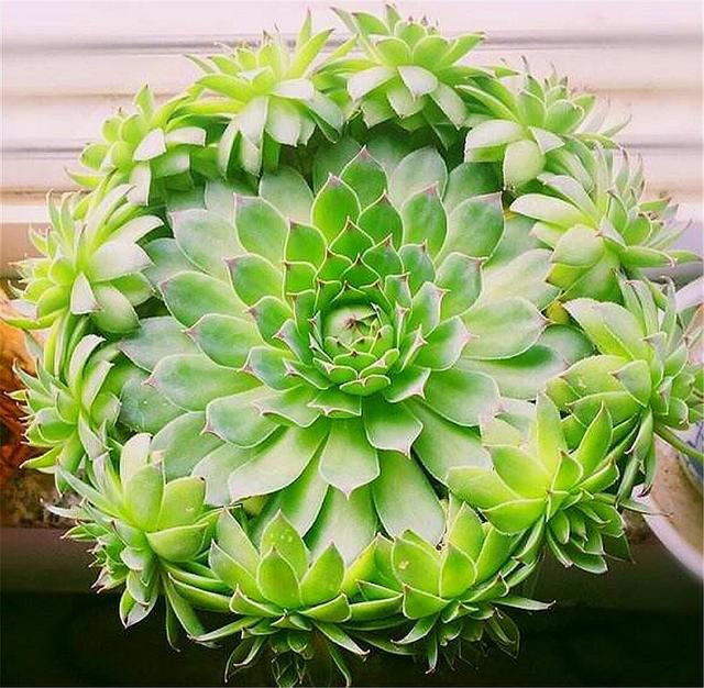 观音莲度夏很简单紧抓4个细节不烂根不徒长秋天长爆盆