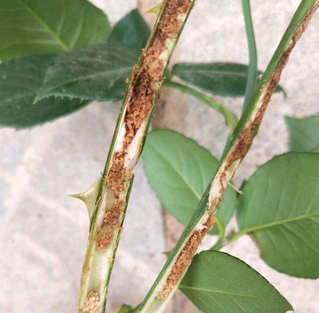 不认识可恶的月季花茎蜂?花匠一步步揭开月季茎蜂的面纱,大爱了