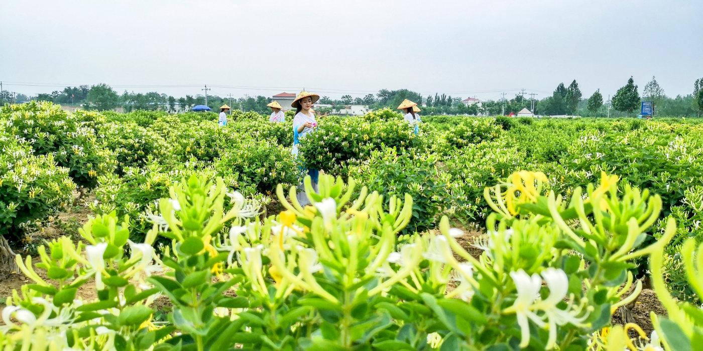 正文  金玉庄——这个祖祖辈辈种植金银花的村落,古雅各异的金银花