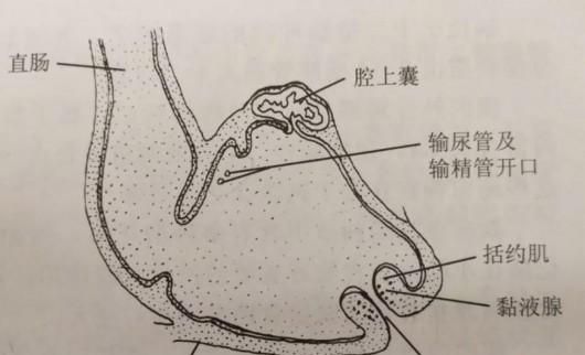 鸽子|雌雄|生殖系统_新浪新闻