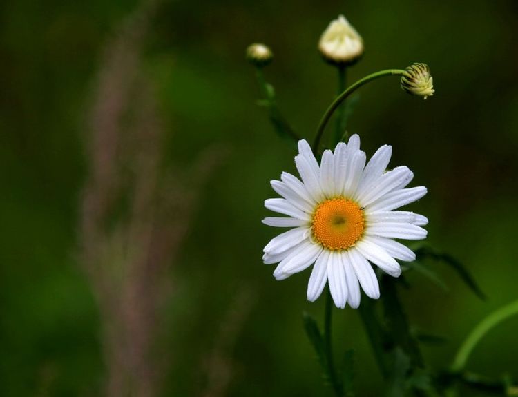 生肖兔生肖兔的人出淤泥而不染,他们就像一朵白莲花一样迷人,虽然长相