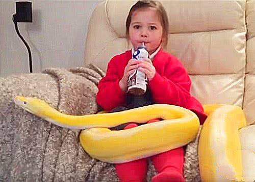 沉迷其中时,突然蟒蛇的举动让人直冒冷汗|黄金蟒|蟒蛇|小女孩_新浪