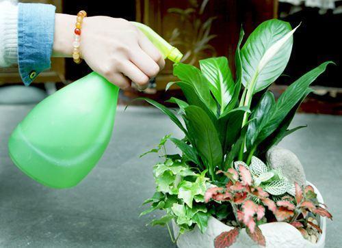 养花用水很关键,这3种常见浇花水有什么区别?哪一种更好