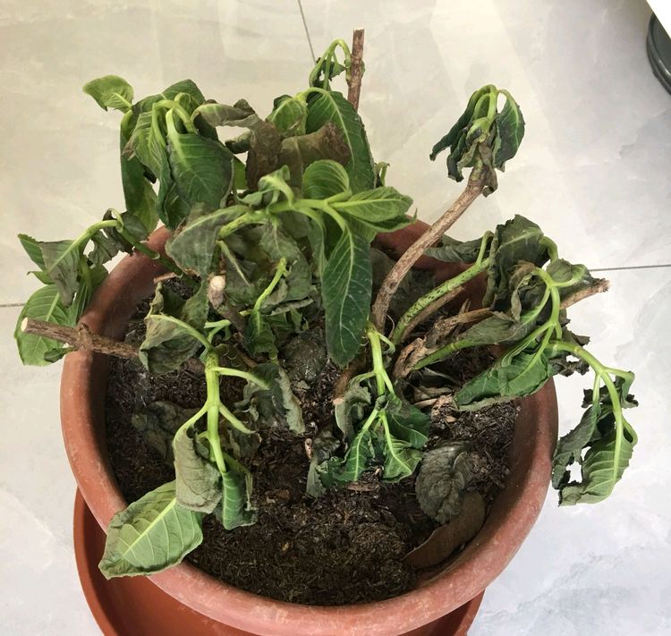 绣球花对水分敏感室内养护的绣球花怎么浇水喜欢水并不是泡水