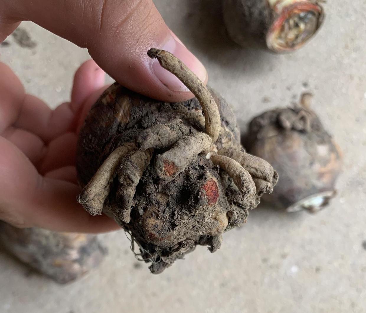 网上买花要注意小心交学费商家太精明全是刷的好评