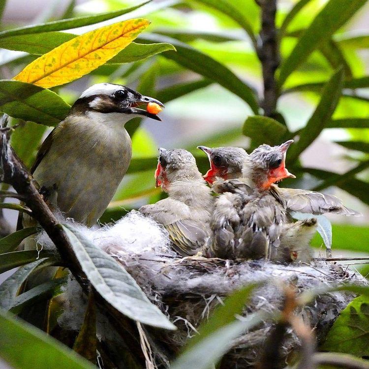 科学家:鸟类的大智慧