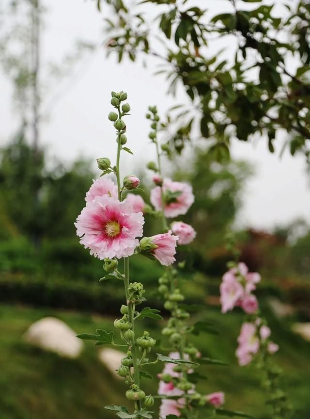 徐报融媒记者 竺怡辰摄影  吕品编辑 薇薇    校对 珵智责编 辛安然