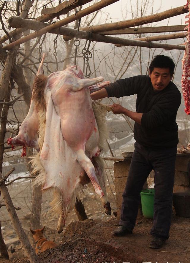 陕西有个蒙古人后裔村落,以前女宰羊,男卖羊,如今羊肉依然好吃