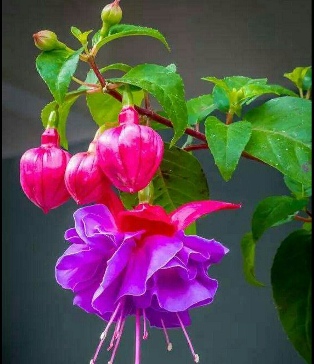 漂亮的灯笼花好看又好养让你家阳台挂满小灯笼