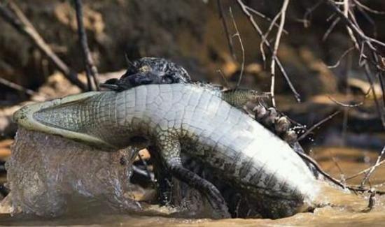 饥饿的美洲豹猎杀凯门鳄 场面十分激烈哀叫连连