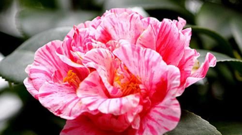 10款最美茶花,花大色艳,比牡丹还美!-附干货养花教程