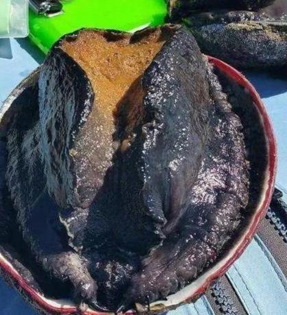 世界上最大的鲍鱼1只就够6个人吃为啥不引进中国看后明白了