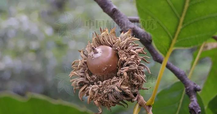 栓皮栎，见过吗？果实治痔疮，果壳治咳嗽、水泻、头癣|头癣|痔疮_新浪新闻