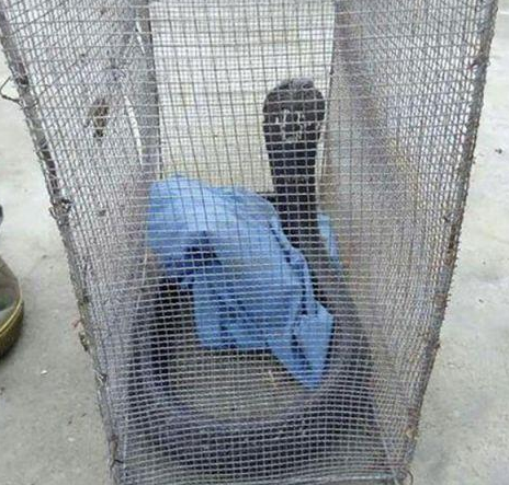 用捕鼠器捕蛇,看到笼子里的蛇吓得赶紧扔了|捕鼠器|蛇肉|眼镜蛇_新浪