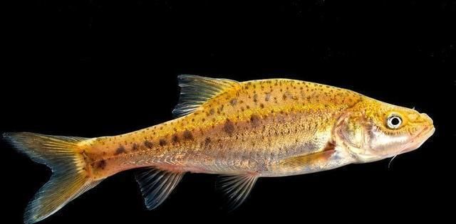 云南|滇池|金线鲃_新浪新闻