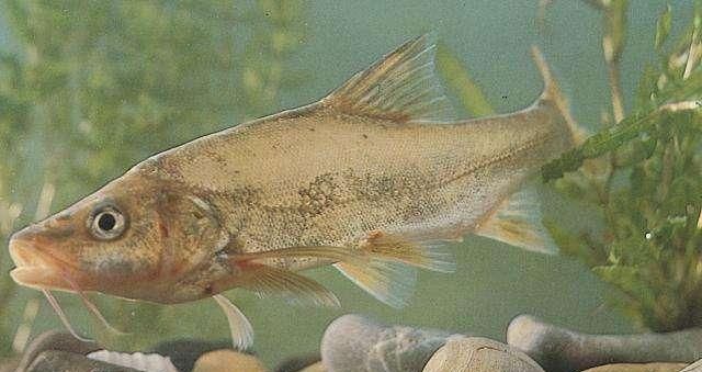 云南|滇池|金线鲃_新浪新闻