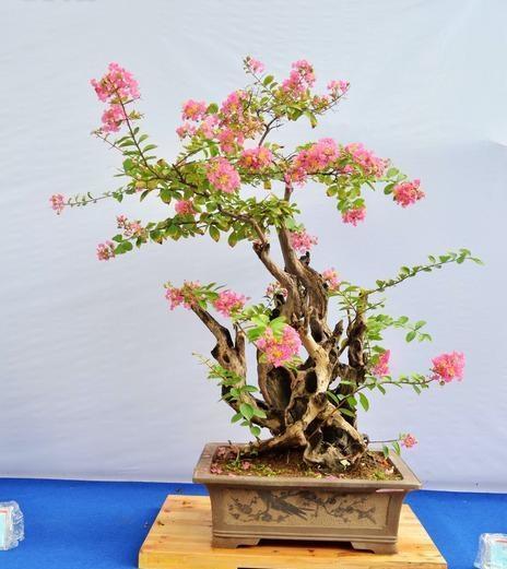 紫薇花|紫薇|紫薇树_新浪新闻