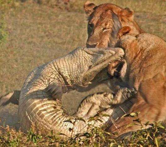 三只狮子对鳄鱼前后围攻,鳄鱼被活活咬死