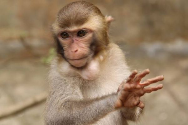 老僧都点头了:生于这两个月份的"属猴人",将来必定会光耀门楣