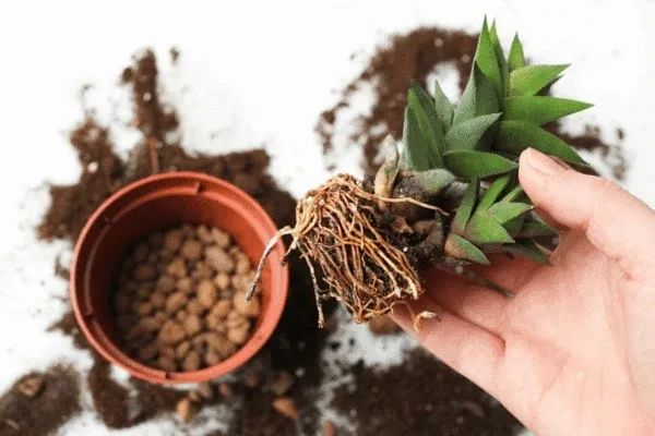 室内植物烂根前的几个症状看好了,教你如何判断并拯救烂根植物|植物|烂根|根腐病_新浪新闻