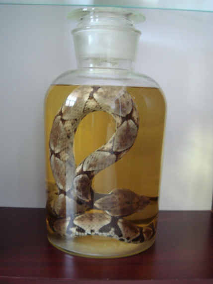 男子用毒蛇泡酒,浸泡2年后,打开瓶盖顿时傻眼了