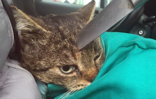 男子发现猫咪头上"长角",走近一看后,却让他气愤不已