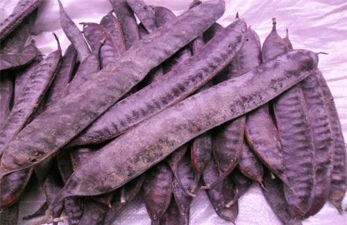 它是猪身上"唯一"不能吃的地方,有比吃更大的用途,涨知识了