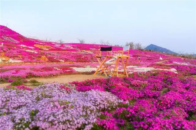 唐山网红花海美爆了