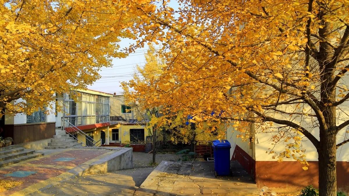 山东临沂这县城,被誉为"天下银杏第一乡"|神树|广福寺|银杏_新浪新闻